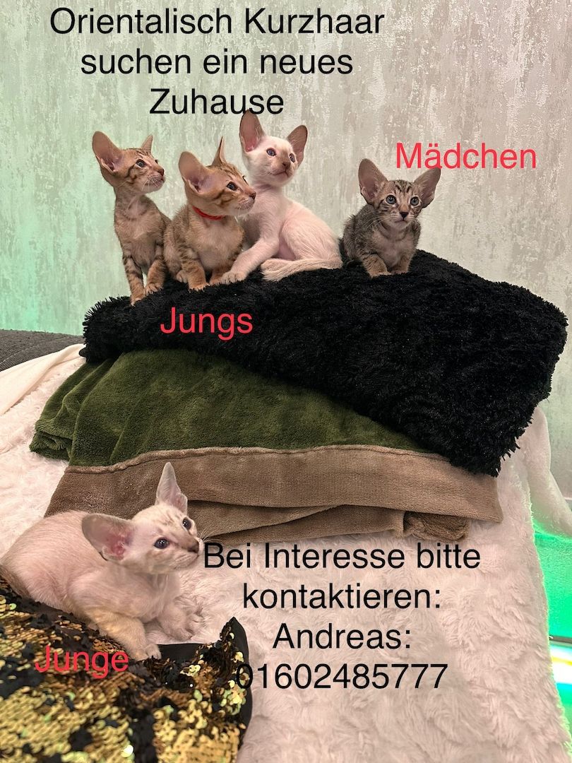Orientalisch Kurzhaar Kitten