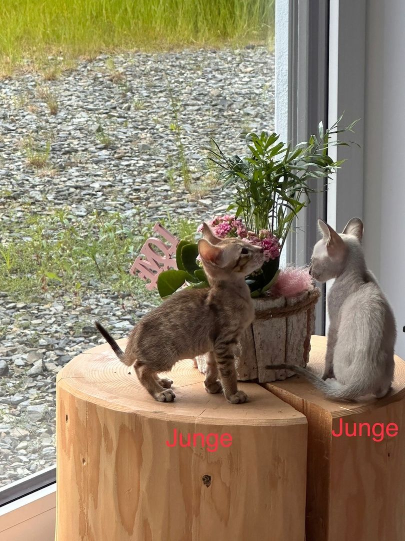 Orientalisch Kurzhaar Kitten