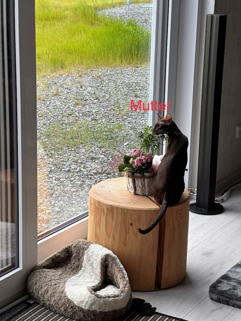 Orientalisch Kurzhaar Kitten