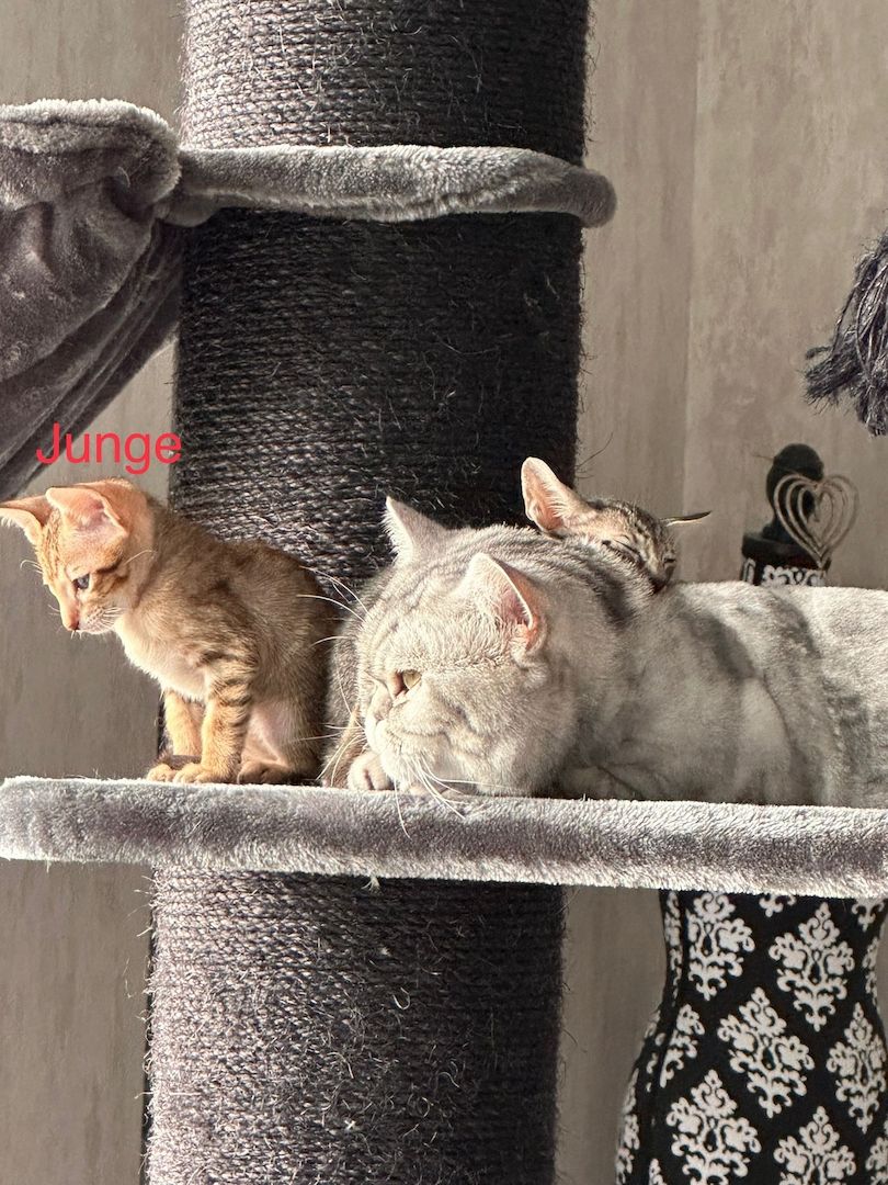 Orientalisch Kurzhaar Kitten