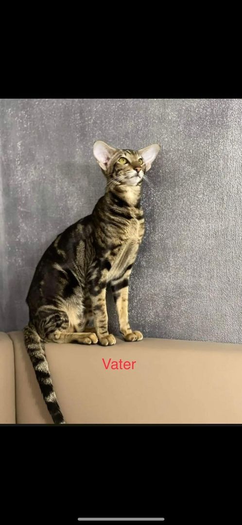 Orientalisch Kurzhaar Kitten