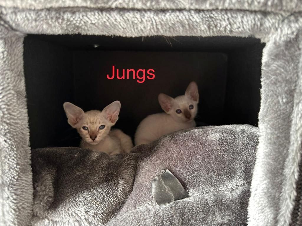 Orientalisch Kurzhaar Kitten