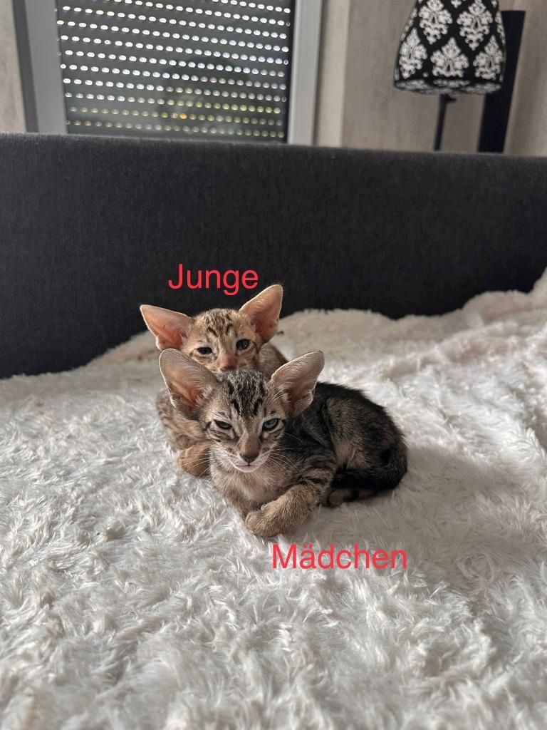 Orientalisch Kurzhaar Kitten
