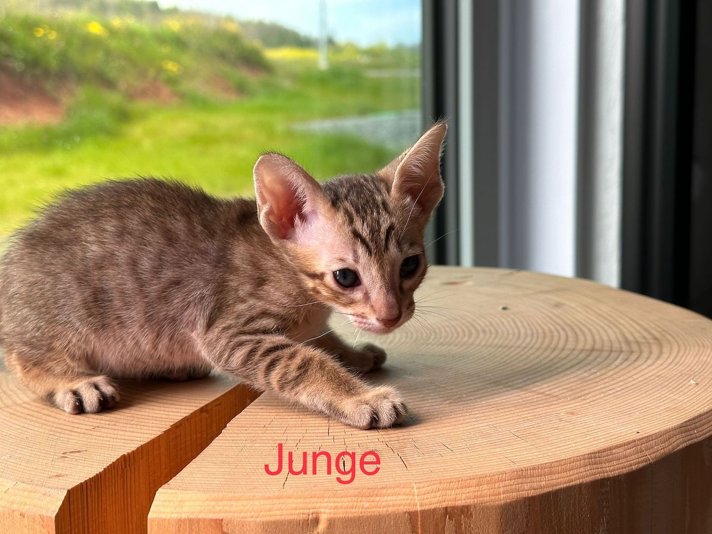 Orientalisch Kurzhaar Kitten