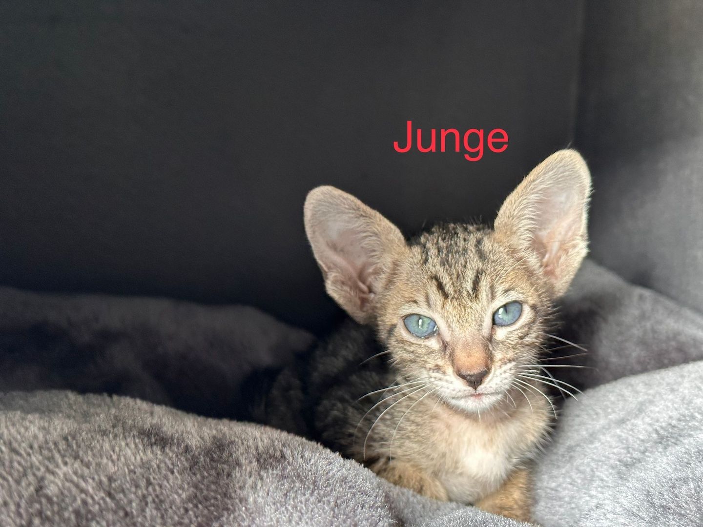 Orientalisch Kurzhaar Kitten