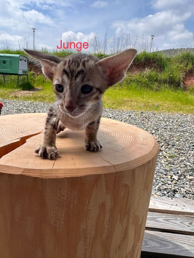 Orientalisch Kurzhaar Kitten