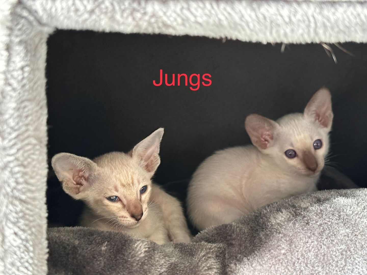 Orientalisch Kurzhaar Kitten