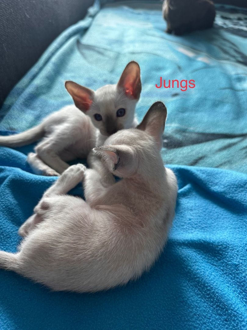 Orientalisch Kurzhaar Kitten