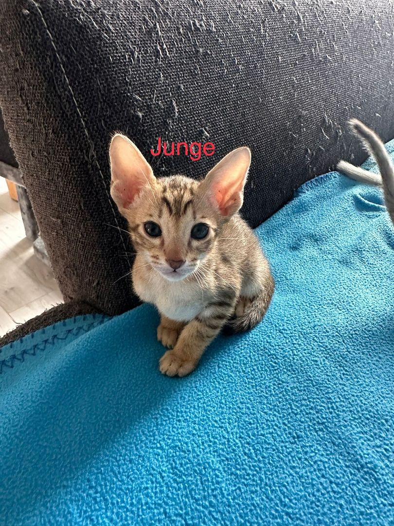 Orientalisch Kurzhaar Kitten