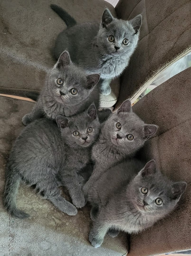 Reinrassige BKH Kitten