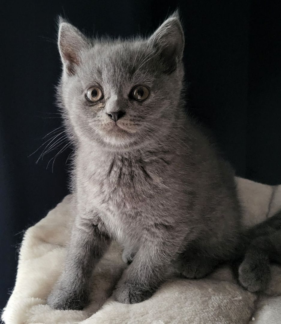 Reinrassige BKH Kitten