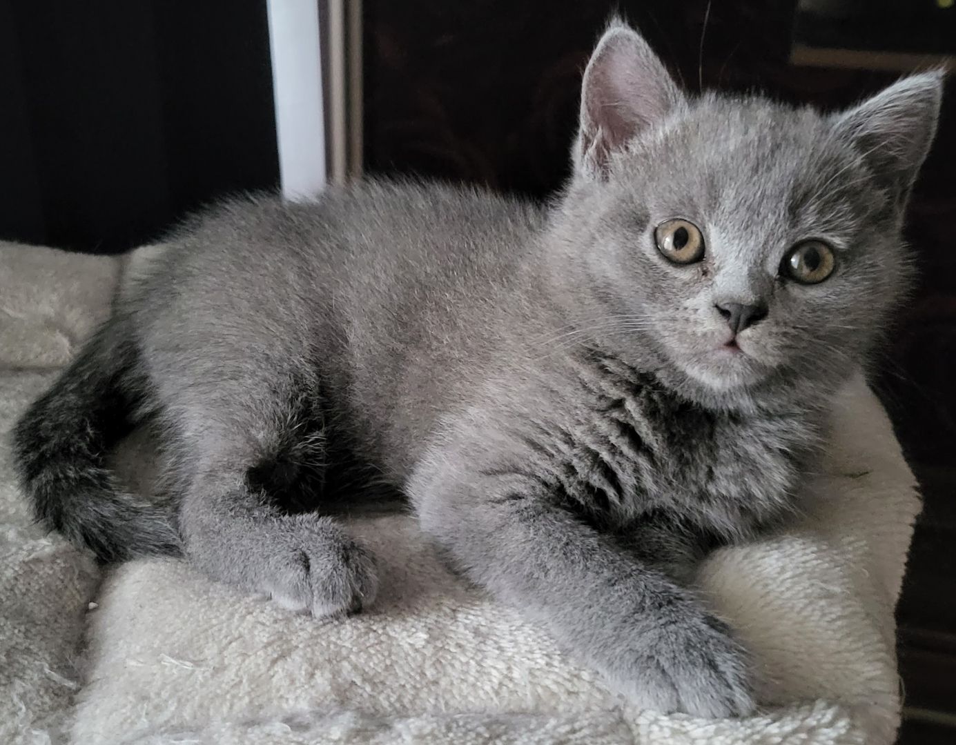 Reinrassige BKH Kitten