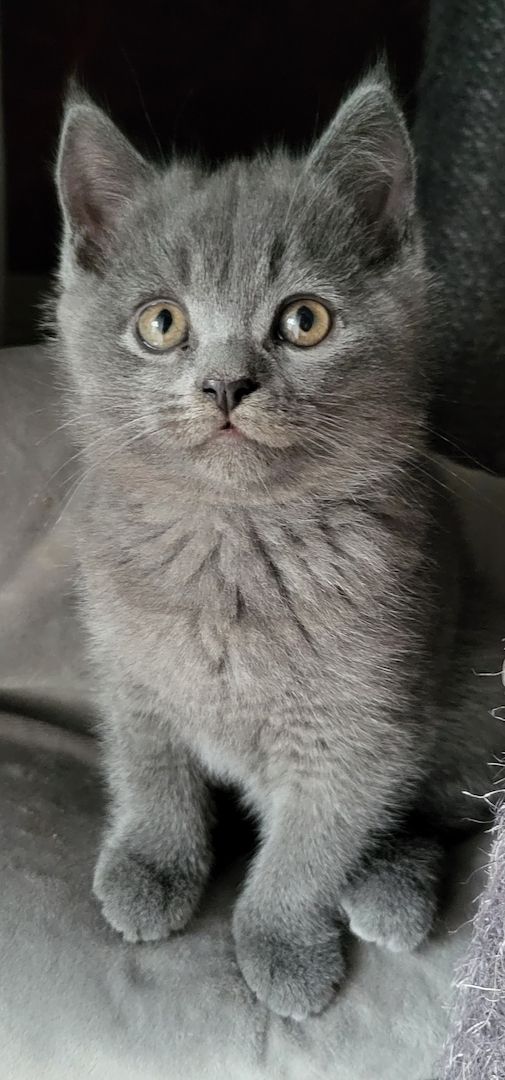 Reinrassige BKH Kitten