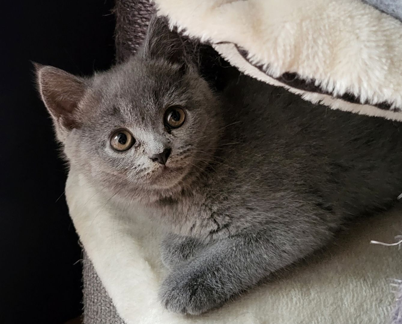 Reinrassige BKH Kitten