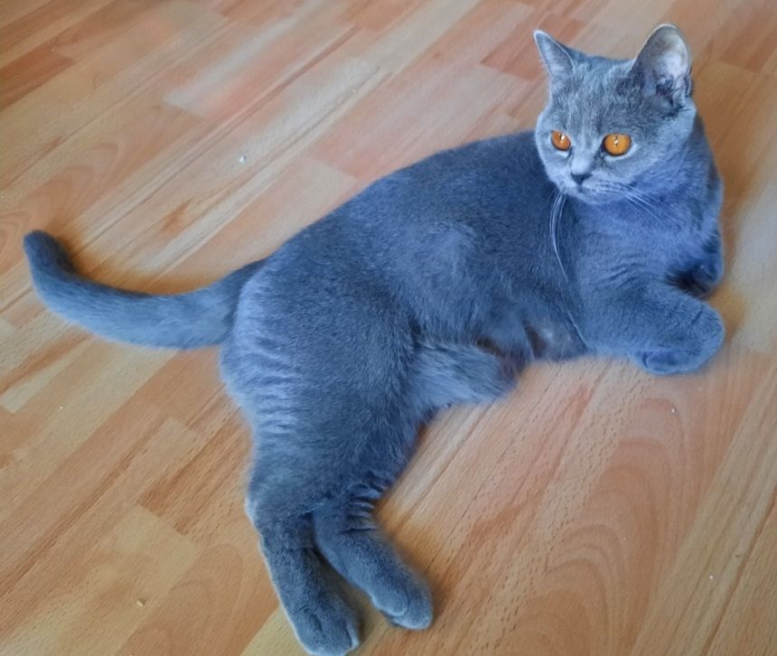 Reinrassige BKH Kitten