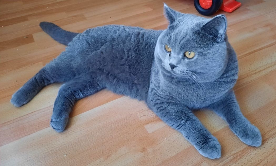 Reinrassige BKH Kitten