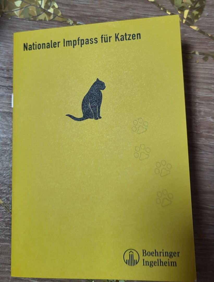 Reinrassige BKH Kitten