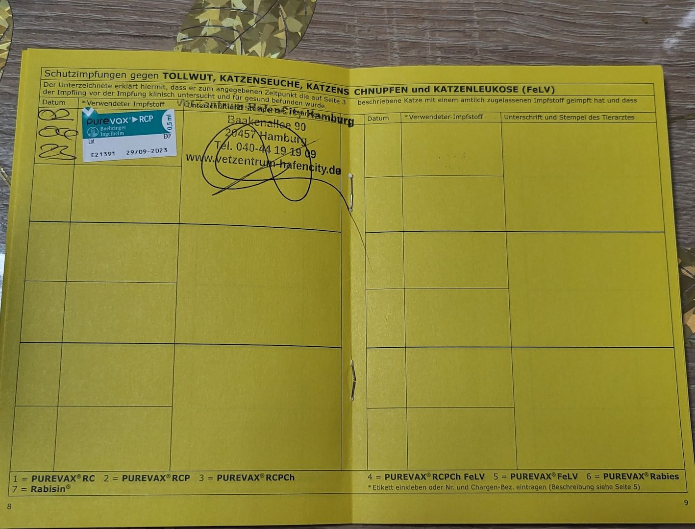 Reinrassige BKH Kitten