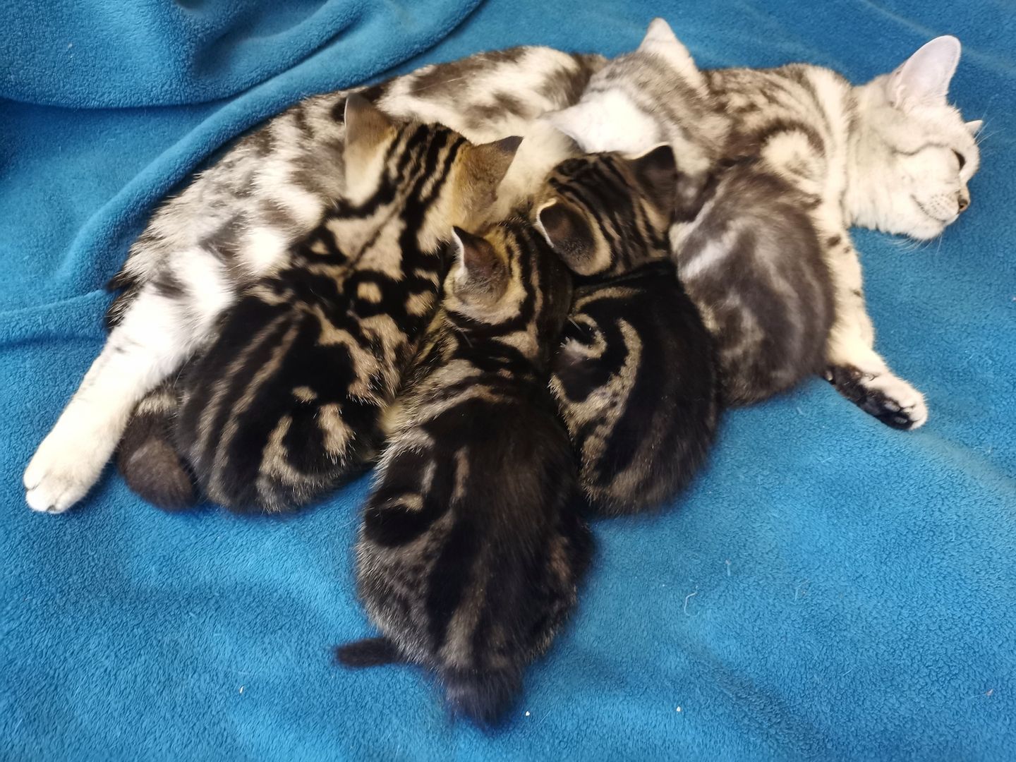 Bkh Kitten mit Stammbaum