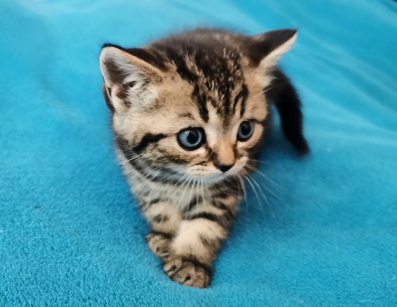 Bkh Kitten mit Stammbaum