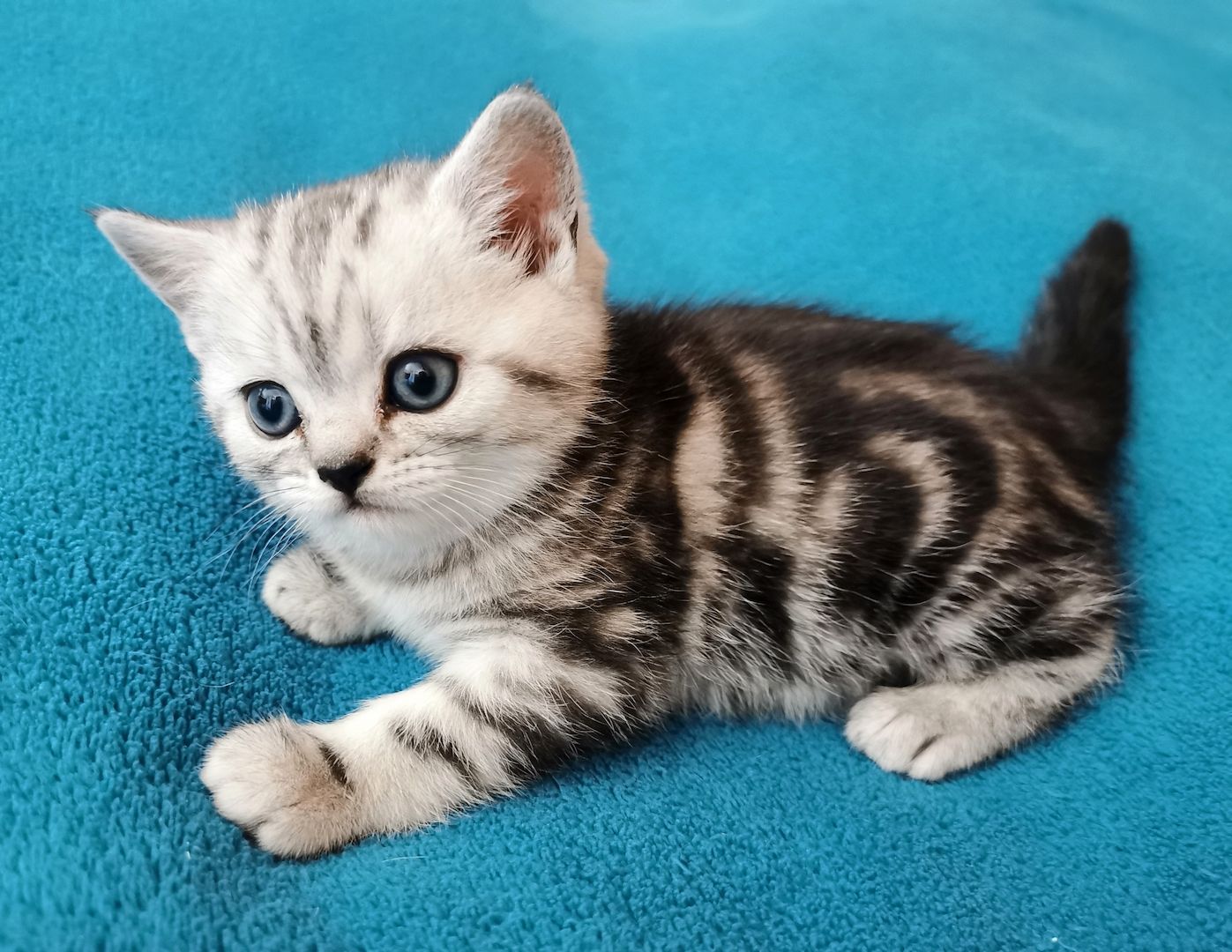 Bkh Kitten mit Stammbaum