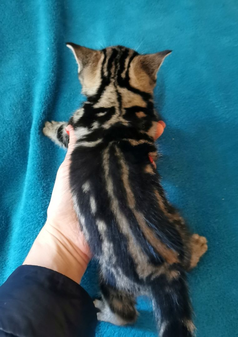 Bkh Kitten mit Stammbaum