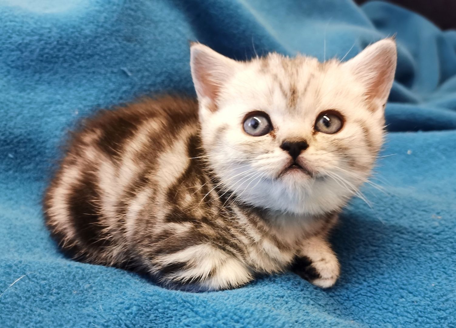 Bkh Kitten mit Stammbaum