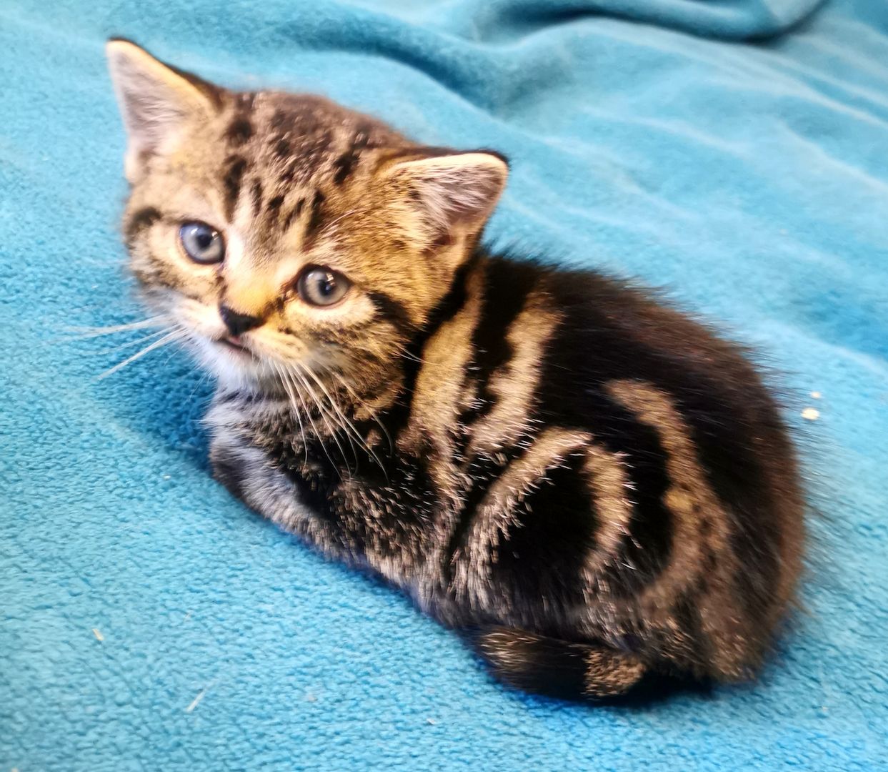 Bkh Kitten mit Stammbaum