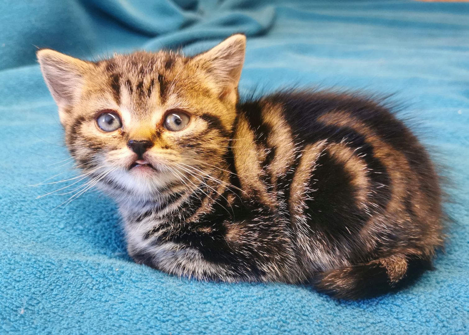 Bkh Kitten mit Stammbaum