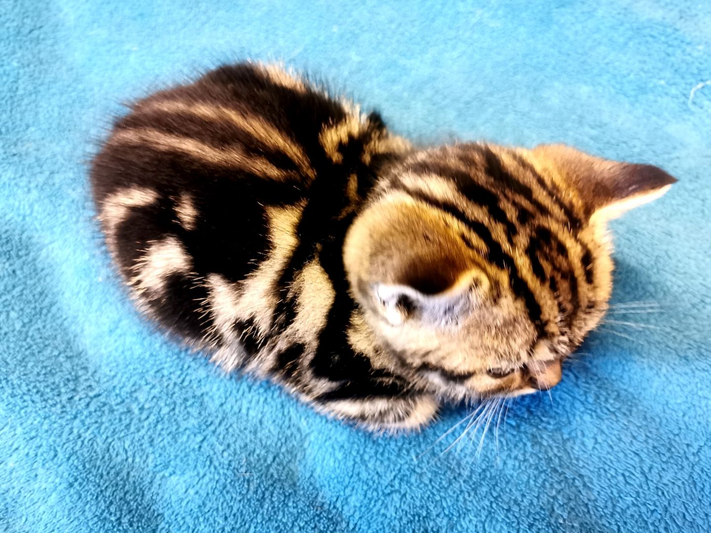 Bkh Kitten mit Stammbaum