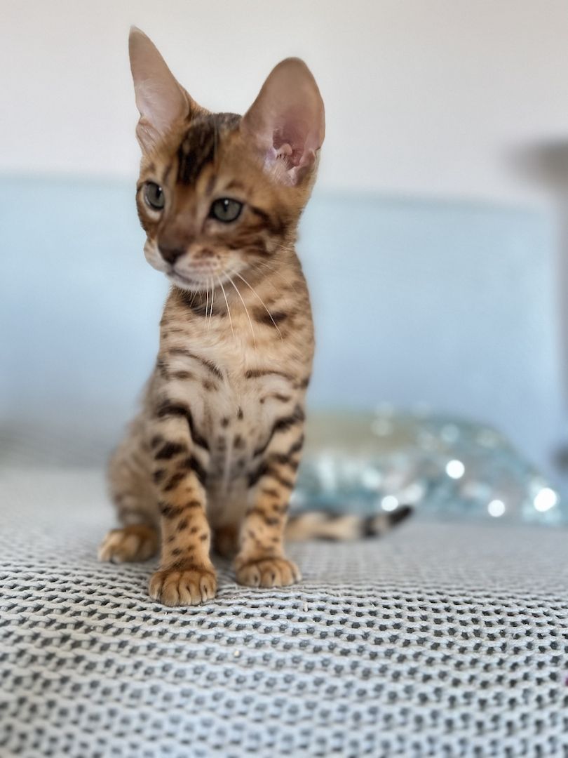 Bengal Kitten mit großen Rosetten
