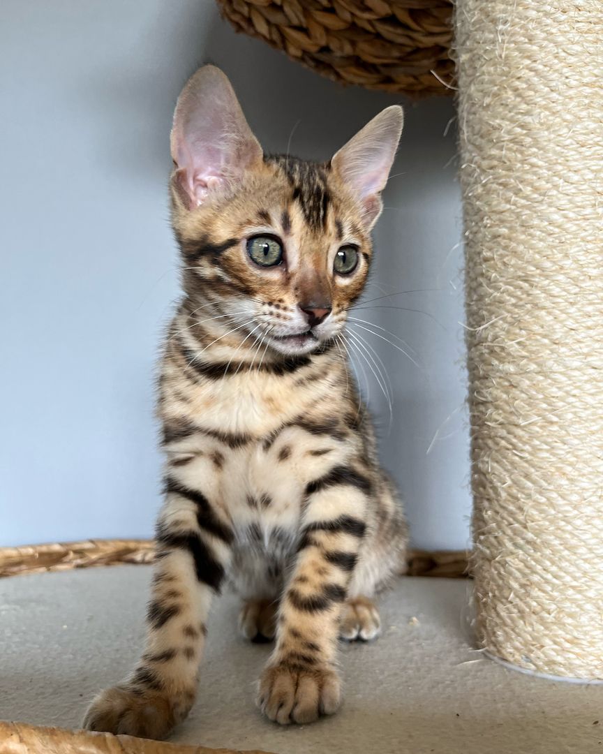 Bengal Kitten mit großen Rosetten