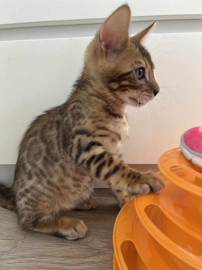 Bengal Kitten mit großen Rosetten