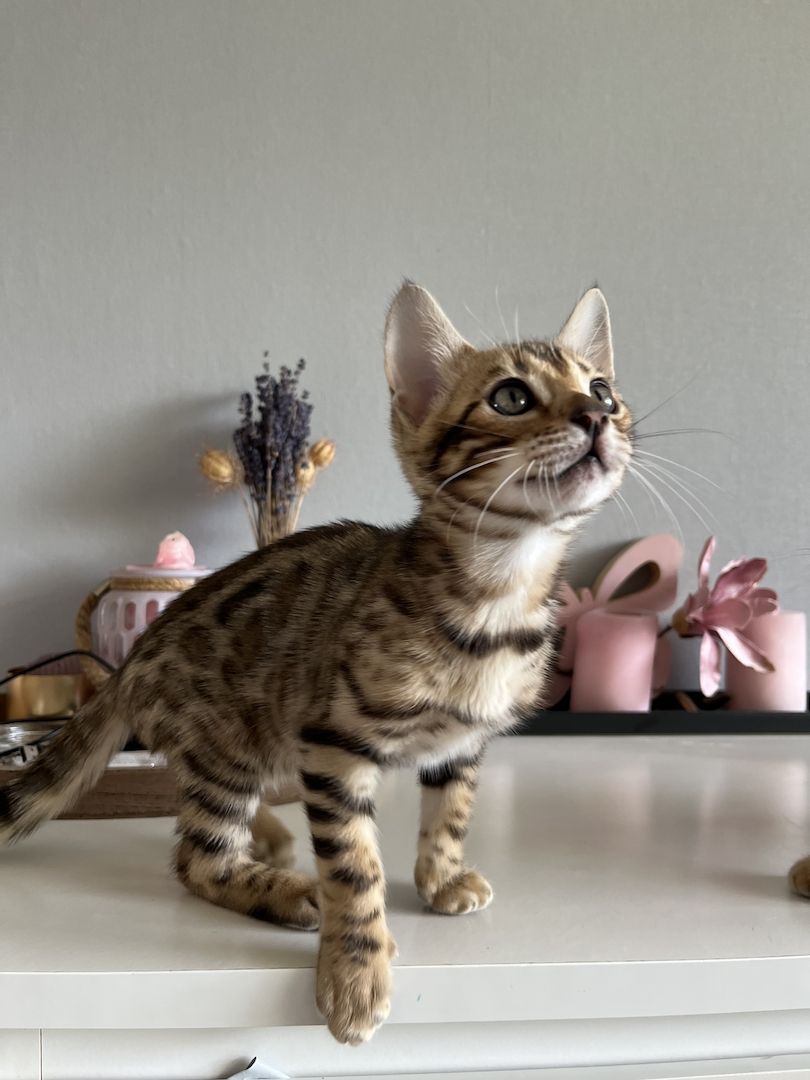 Bengal Kitten mit großen Rosetten