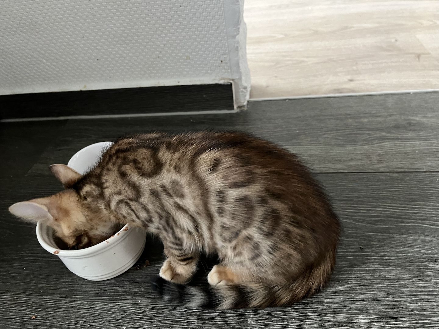 Bengal Kitten mit großen Rosetten
