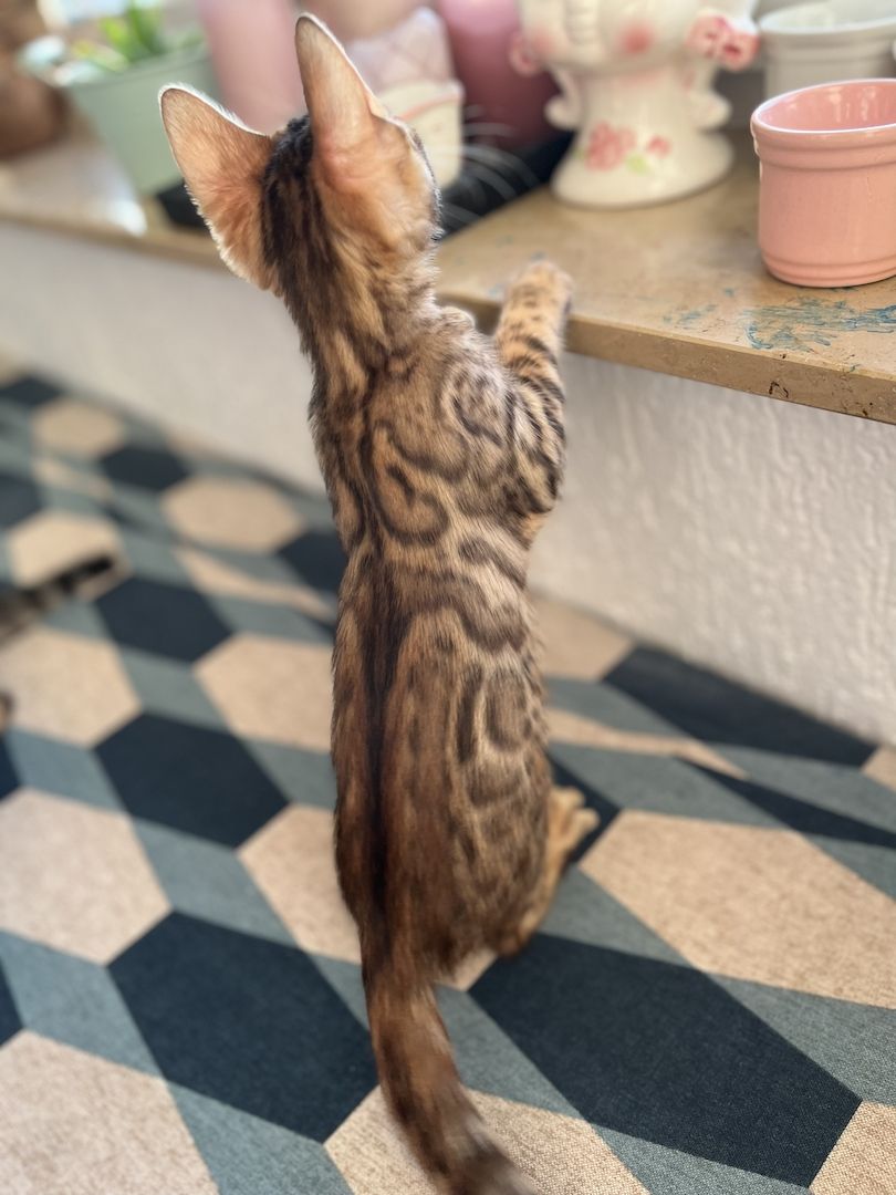 Bengal Kitten mit großen Rosetten