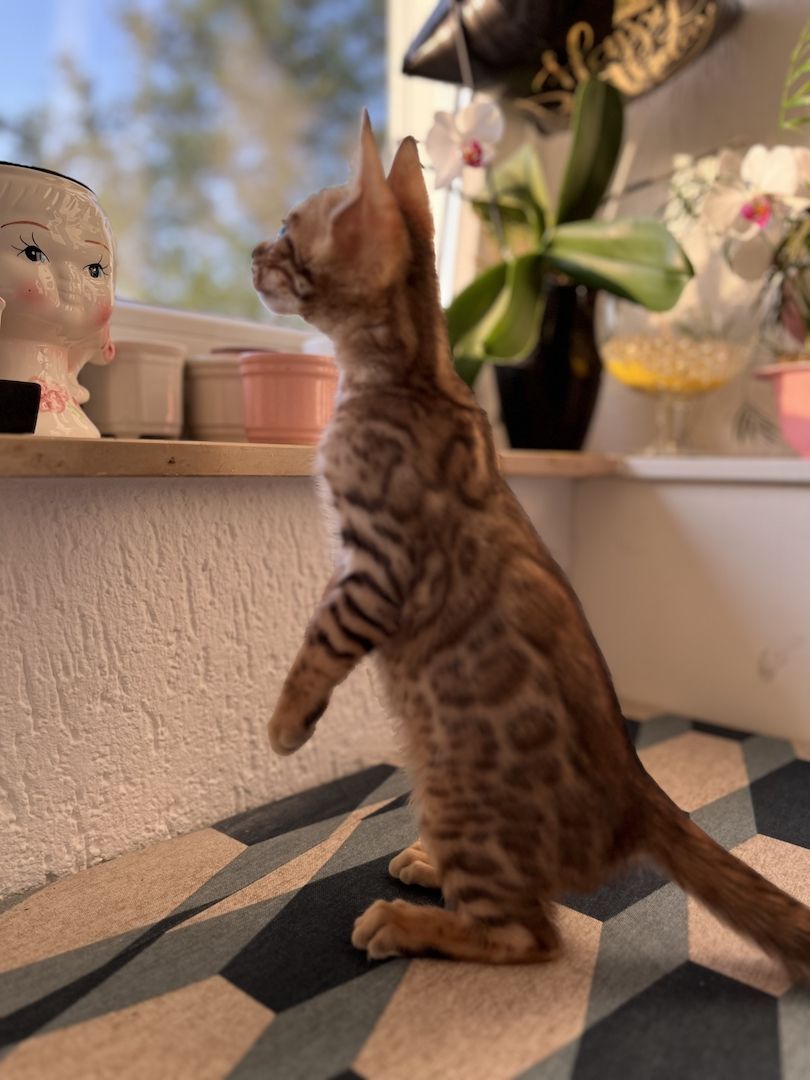 Bengal Kitten mit großen Rosetten