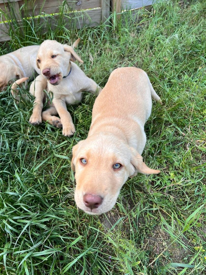 Labrodor Welpen suchen neues Zuhause