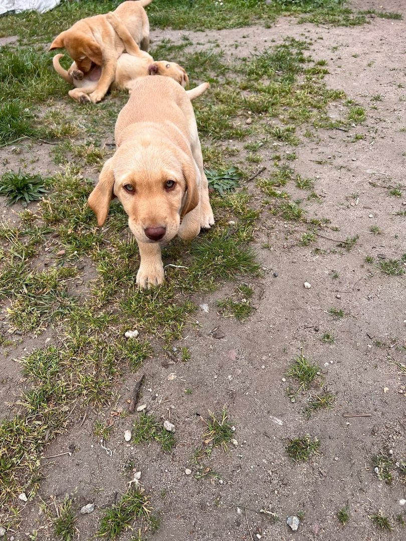 Labrodor Welpen suchen neues Zuhause