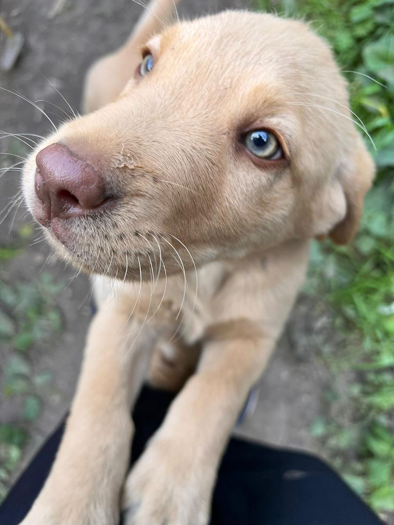 Labrodor Welpen suchen neues Zuhause
