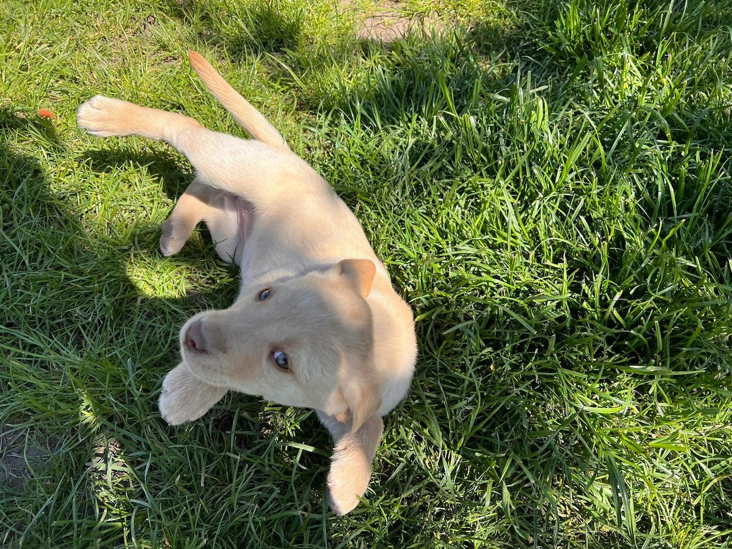 Labrodor Welpen suchen neues Zuhause