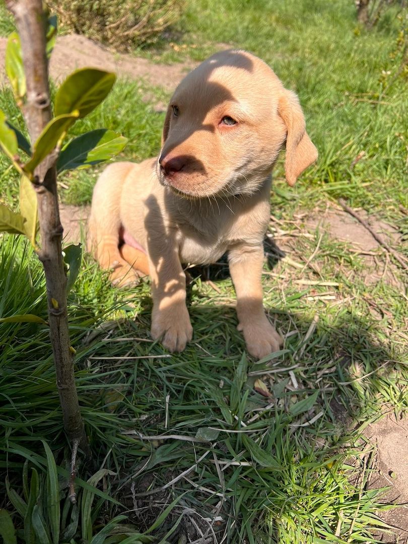 Labrodor Welpen suchen neues Zuhause