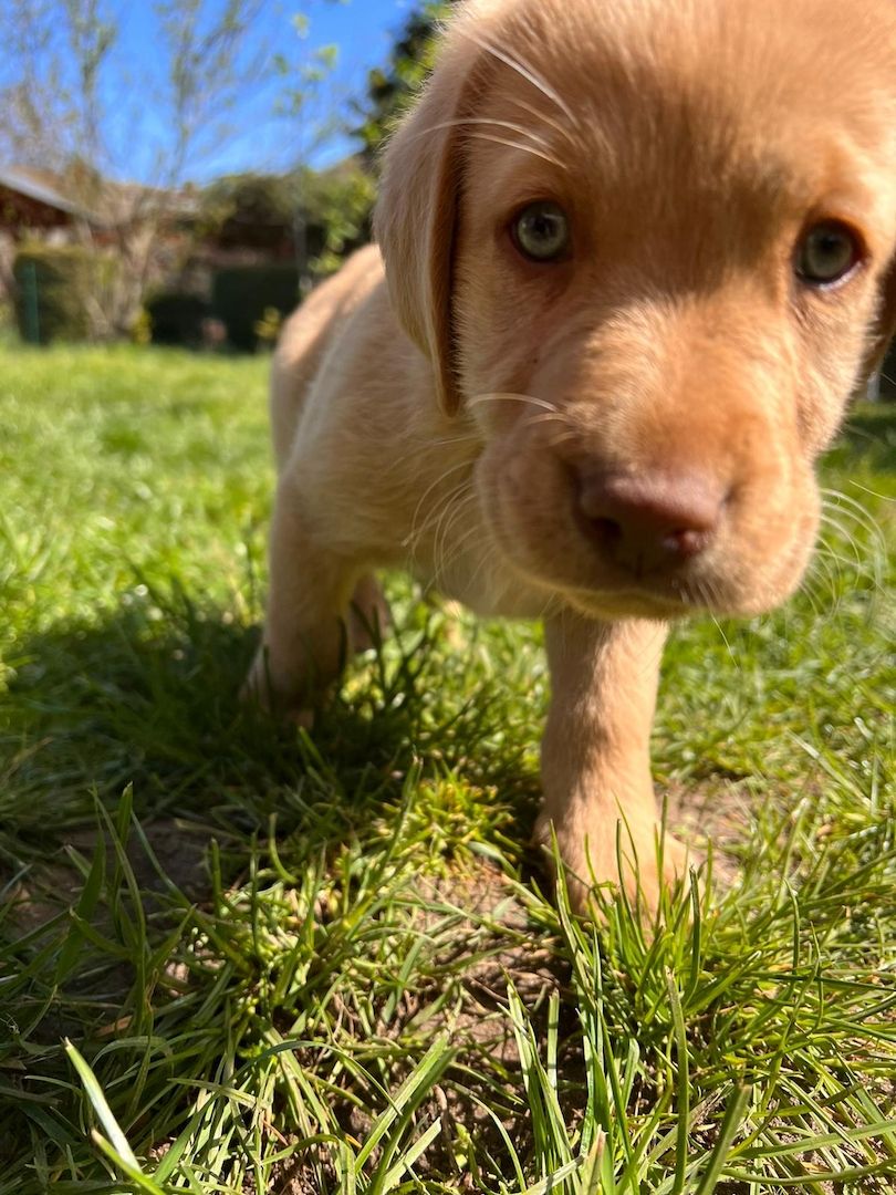 Labrodor Welpen suchen neues Zuhause