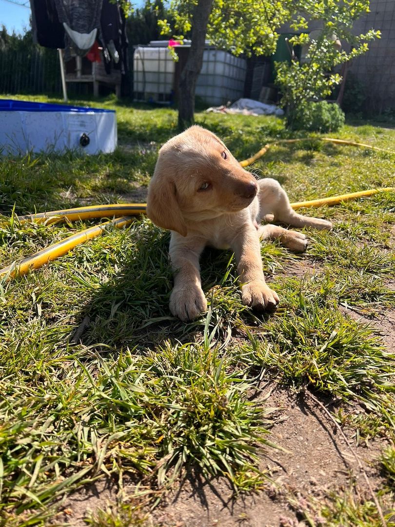 Labrodor Welpen suchen neues Zuhause