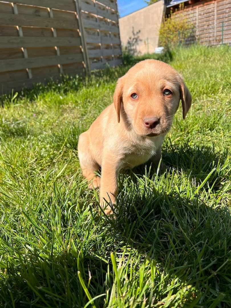 Labrodor Welpen suchen neues Zuhause