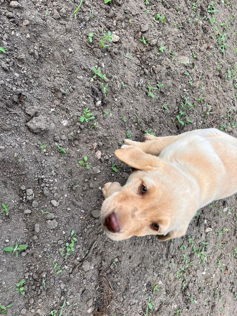 Labrodor Welpen suchen neues Zuhause
