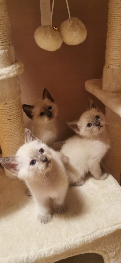 Heilige Birma/Siamkitten reinrassig Blue,Seal Point