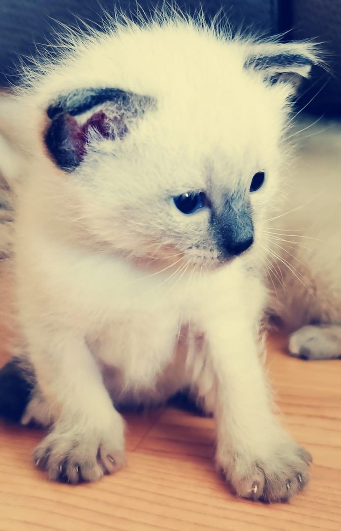 Heilige Birma/Siamkitten reinrassig Blue,Seal Point