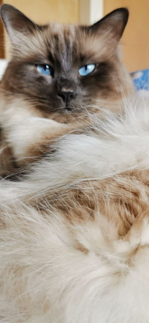 Heilige Birma/Siamkitten reinrassig Blue,Seal Point