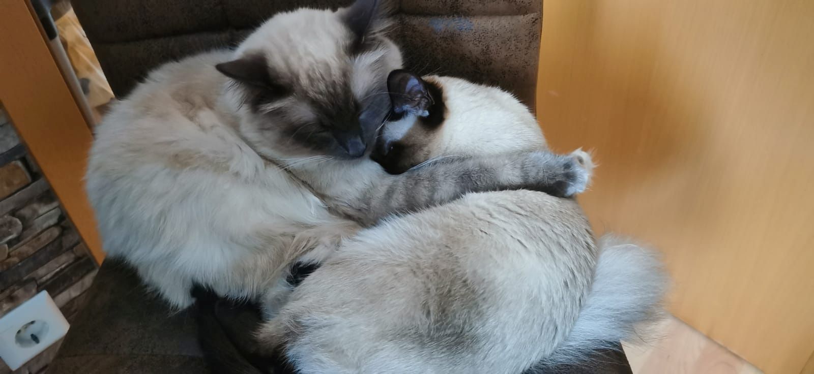 Heilige Birma/Siamkitten reinrassig Blue,Seal Point